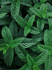 Herbs are our number 1 essential products in these oil