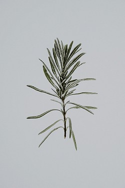 Rosemary offers a range of health benefits, including supporting brain health, reducing inflammation, improving circulation, and potentially aiding in the treatment of diabetes and other conditions. It's also a good source of antioxidants, which help protect the body from damage.