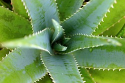 Golden Sprout special, Glow Sprout contains aloe vera, ginger, grapessed oil and cjia seeds and team up to form those lovely brightness in our hair and soothes the hairs soft texture